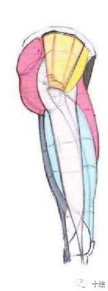 如何画好女性臀部和腿部,要想臀部练得好