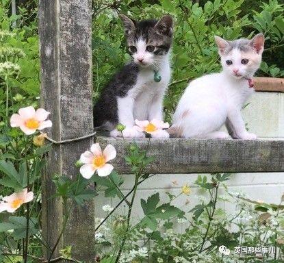 铲屎官养的猫夫妻,一对猫夫妇的铲屎官