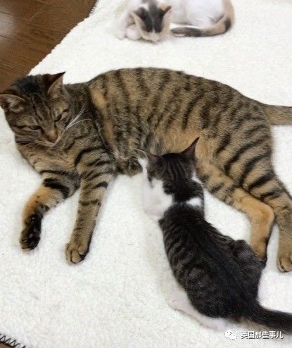 铲屎官养的猫夫妻,一对猫夫妇的铲屎官