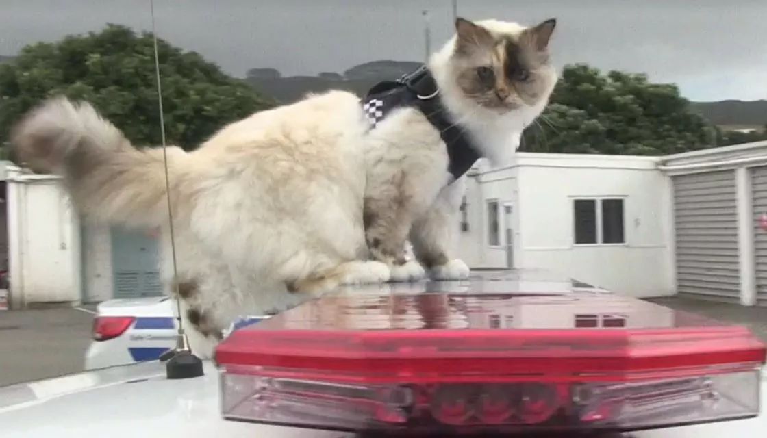 章莹颖案嫌疑人或被判死刑;华人代购假UGG或被罚200万;谷歌发布实时翻译耳机;新西兰华人画家性侵多名儿童