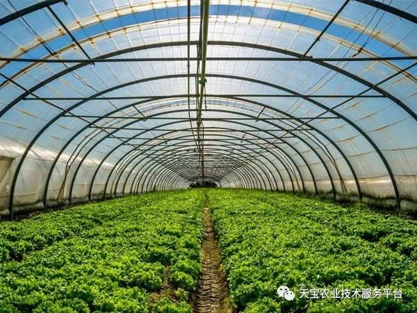 新型温室大棚哪种造价最低,温室大棚的种类及优点