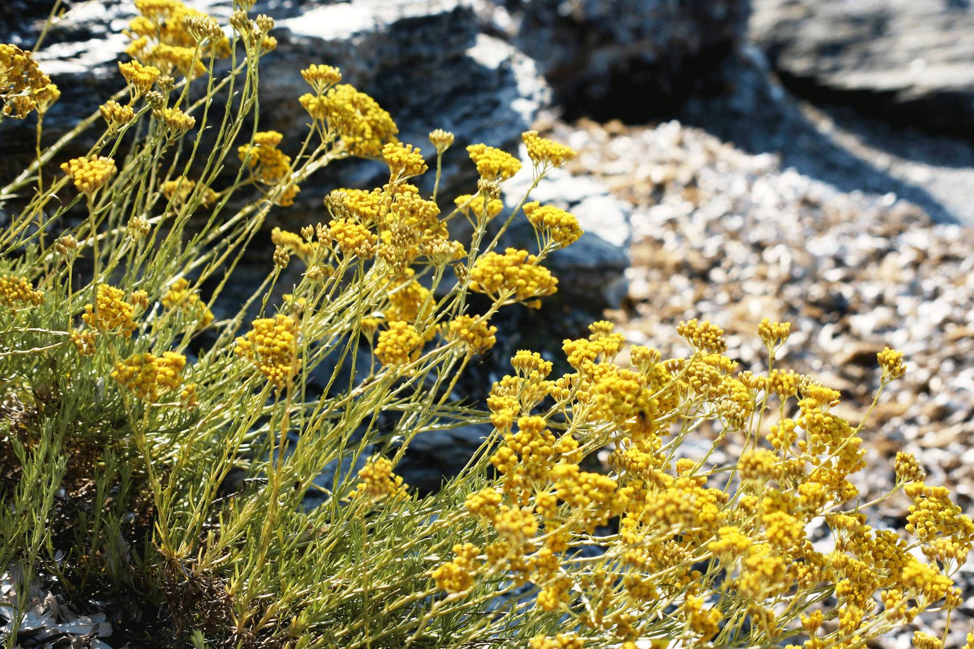 颜究所｜拥有“芳香之岛”美誉的科西嘉绽放着对肌肤有治愈功效的珍贵植物