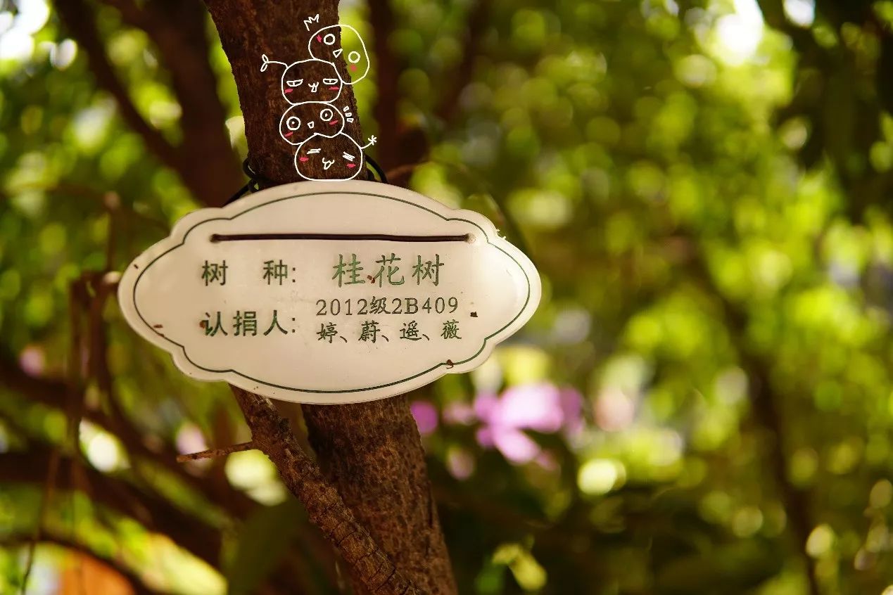 秋意浓，桂枝香（内附超萌桂花表情包,*/\*）