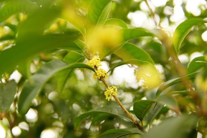 秋意浓，桂枝香（内附超萌桂花表情包,*/\*）