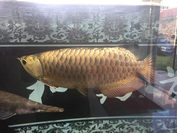 新手金龙如何饲养,金龙锁框