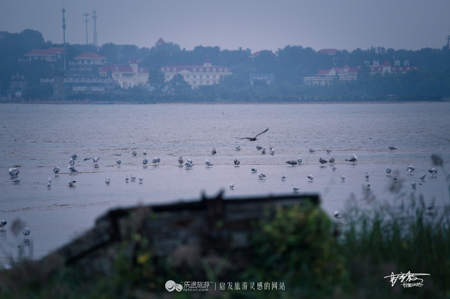 湿地观鸟自然体验,观鸟是一种宁静的心境