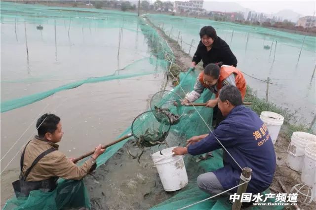 杭州萧山55岁大叔8万元泥鳅苗预计有66万收入！