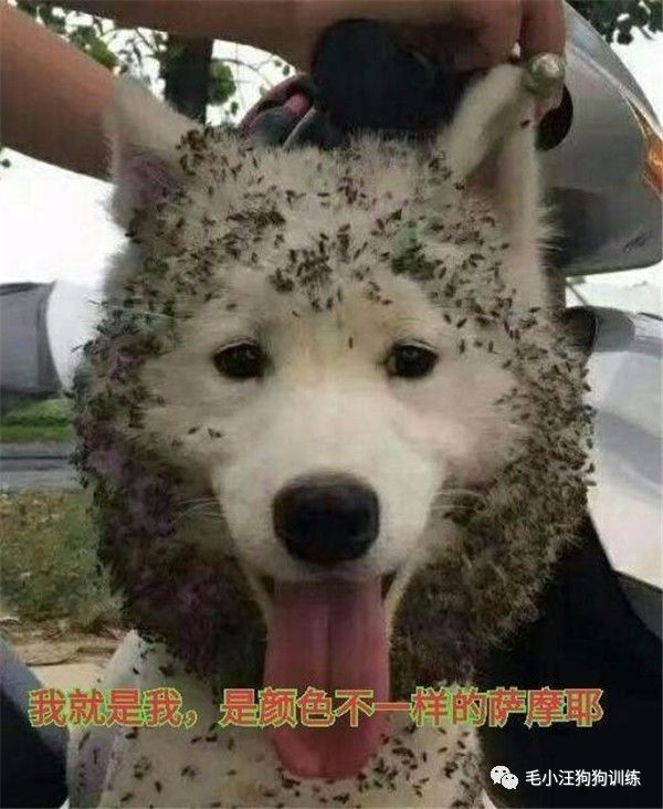 附近的宠物店太多怎么办,被全国的宠物店拉黑的狗