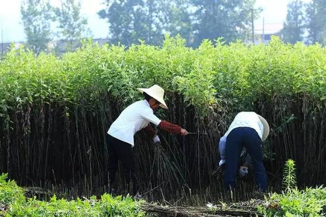 杏林微科普痔疮能自愈吗,杏林微资讯肛肠疾病