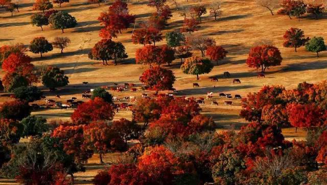 各国情侣之间昵称,不同国家情侣昵称