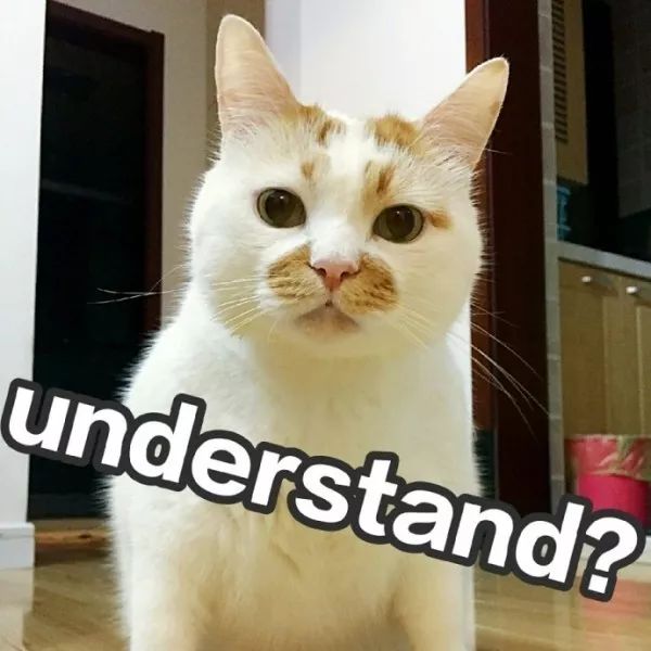 俊介犬舍推荐,俊介犬猫