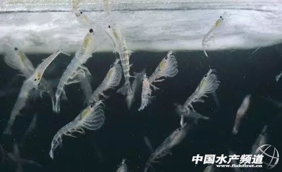 虾类有几千种，你又认识几种？