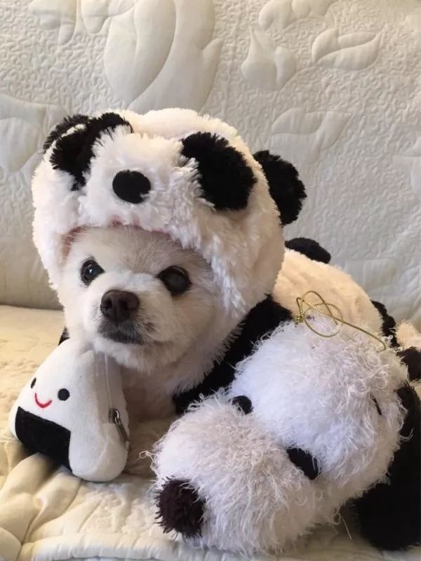 俊介犬舍推荐,俊介犬猫