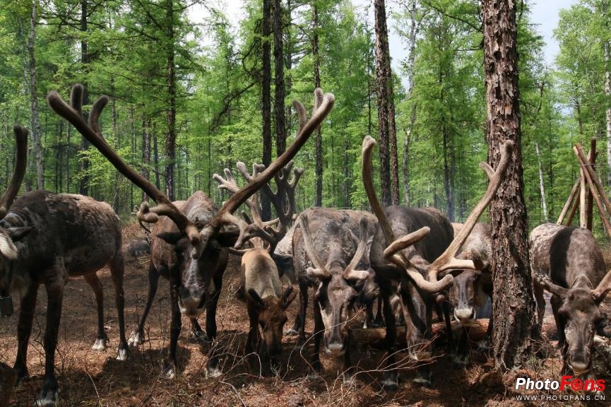 全能旅行机EOS80D探秘最后的使鹿部落