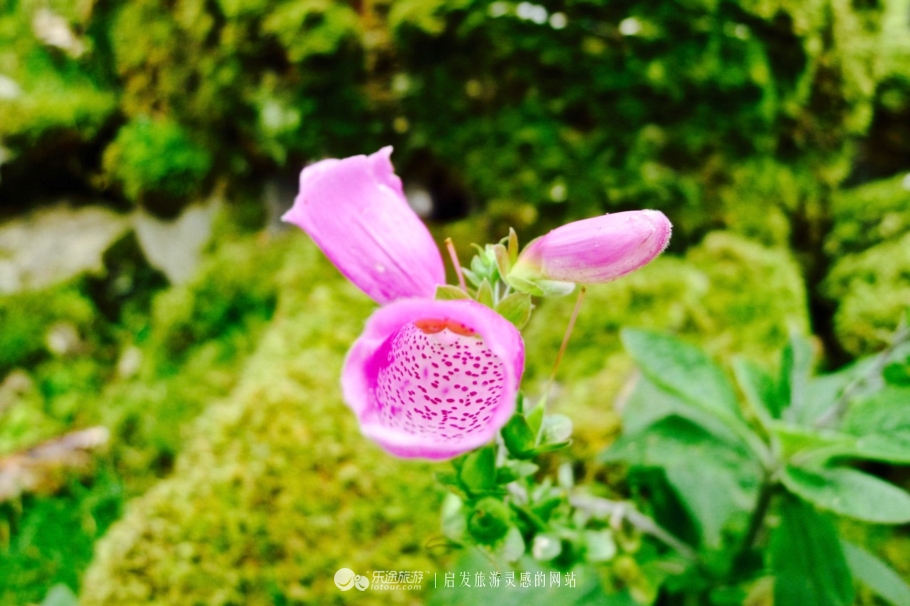 天空岛的秘密任务,天空岛苏格兰高地的极致风光