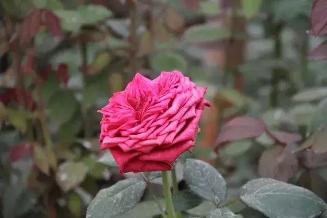 云南花海之行,云南花海基地旅游攻略