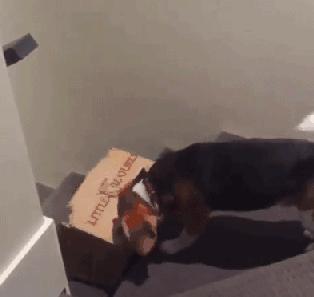 网购时商家送了个小面膜,没想这么小,给猫试了下,结果……