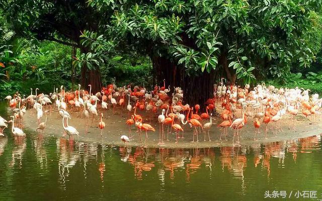 长隆野生动物园在哪,长隆野生动物园表演