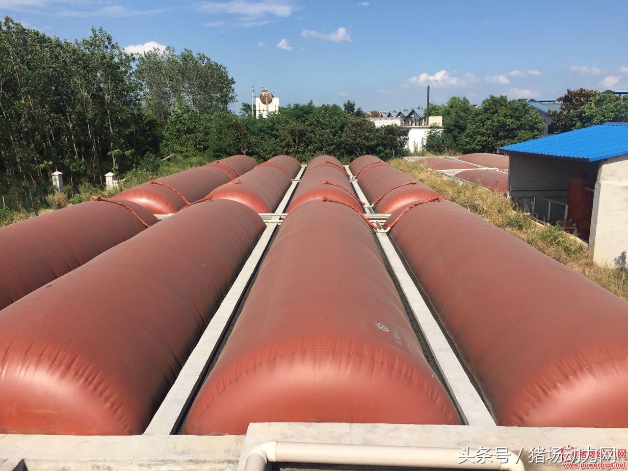养猪环保不达标,关于南方北方农村养猪环保问题