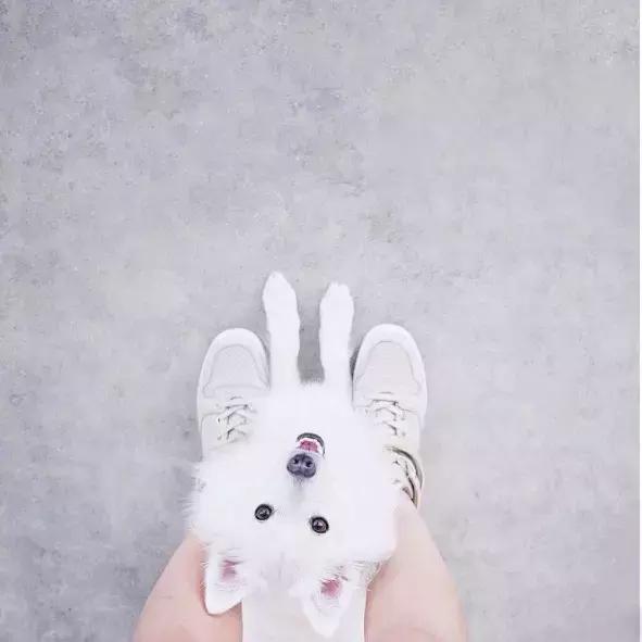 养了一只柯基,养了一只柯基和博美