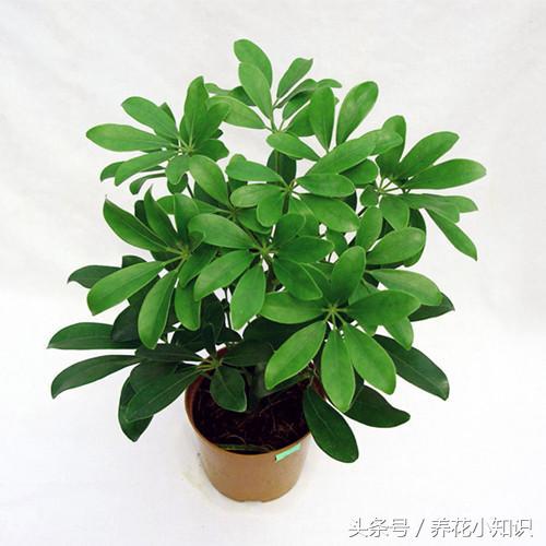 4种超好养的盆栽,耐养又好看的盆栽