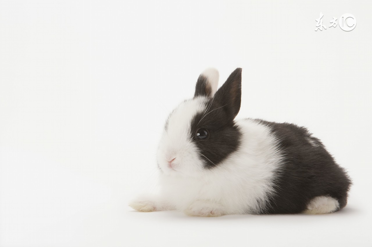 宠物篇-兔子1：想不想养一只甜馨同款的小兔兔呢~来来来~这里有大量萌兔奉上~