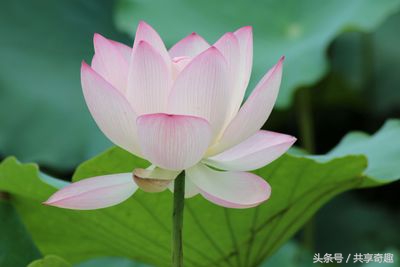 体验镜头,腾龙70-300mm镜头多少钱