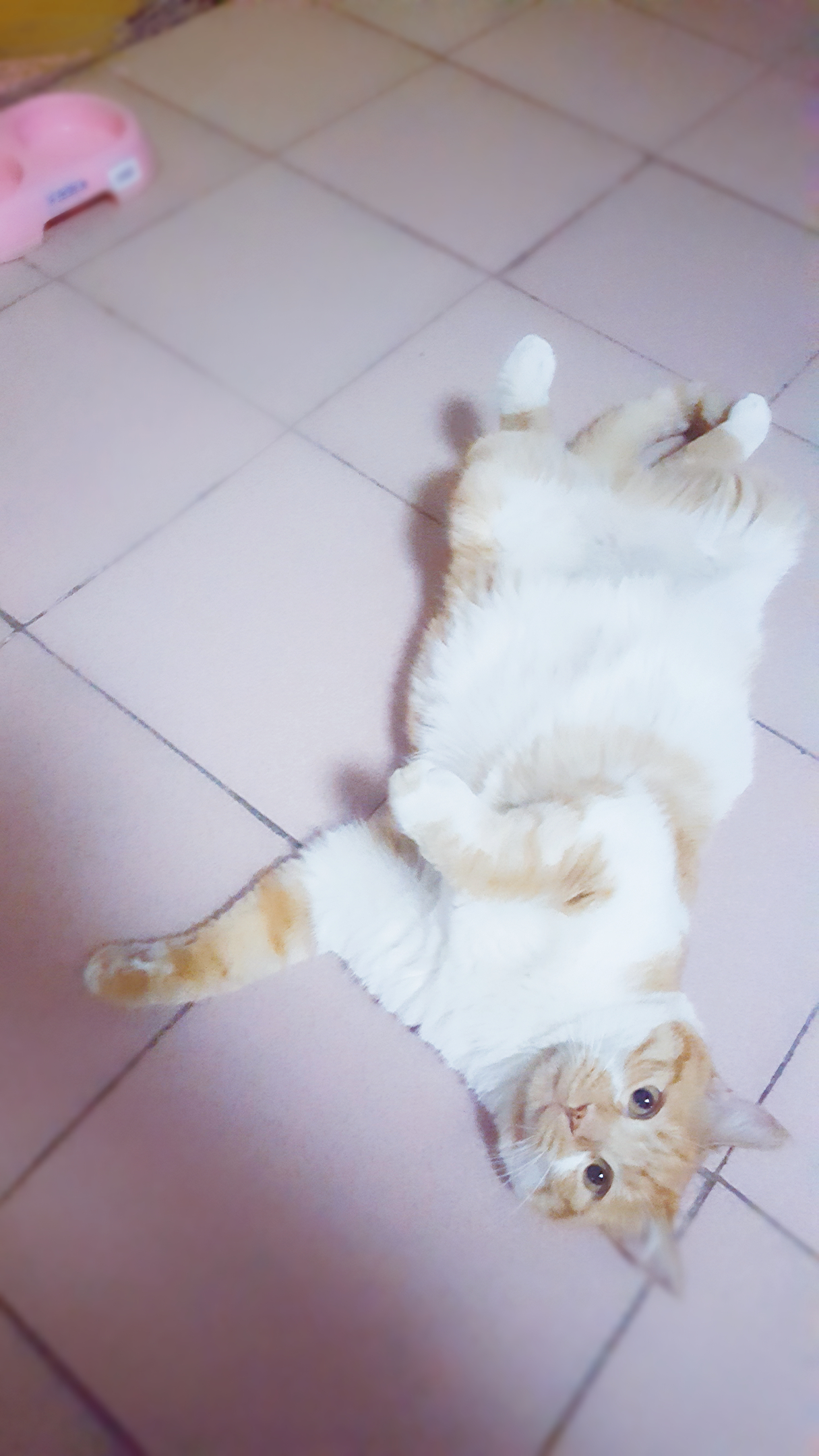 来点福利,新手养2个月小奶猫注意事项