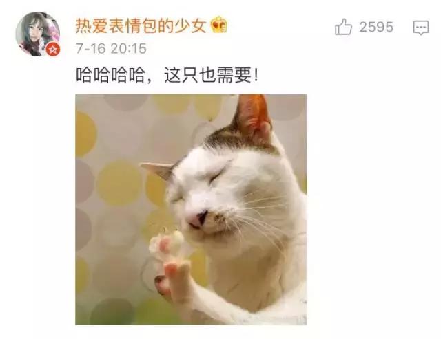 成都流浪猫割双眼皮后的图片,给流浪猫割双眼皮