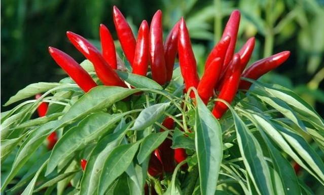 女性经常做哪些事情容易导致不孕,女性经常做这4件事