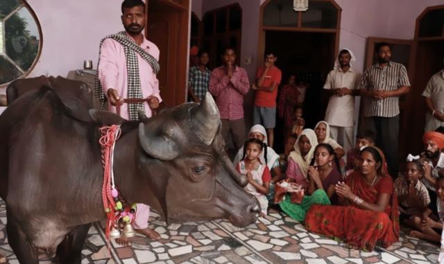 怪牛脸上长*棒肉**，五月小牛当新郎，看似奇闻，实关信仰