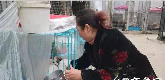 爱心传递：以领养代替购买，济宁300只狗狗求收留