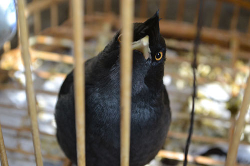 八哥飞到身上吉祥吗,八哥飞到野外能活吗