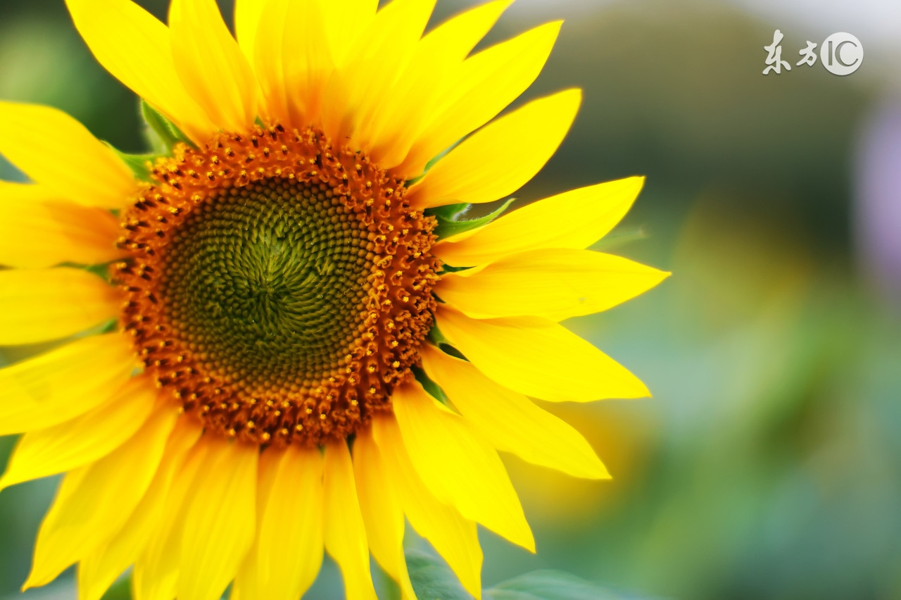 心火肝火胃火肺火针灸视频,去心火肝火胃火肺火健身操