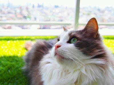 温柔果断干净一尘不染什么意思,立花慎之介不可逾越的红花