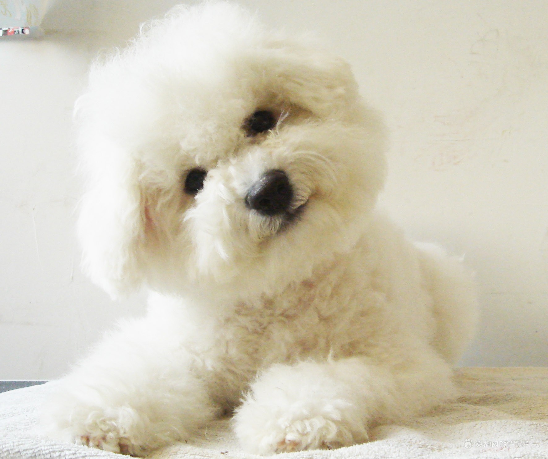 还狗清白!隔壁家母狗肚子里的不是我家的!