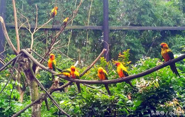 长隆野生动物园在哪,长隆野生动物园表演