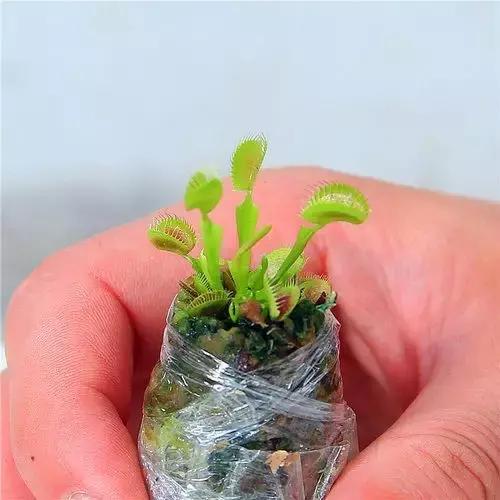 驱蚊草天竺葵怎么养殖,驱蚊草香叶天竺葵对猫咪有害吗