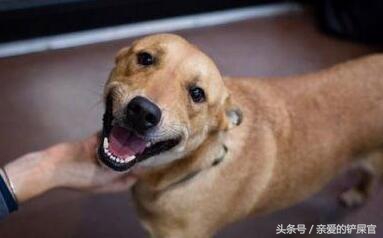 狗狗消瘦的最佳治疗方法,狗狗消瘦还掉毛是什么原因