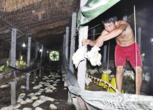 鸡中暑怎么解决,鸡中暑了怎么办最快解决方法