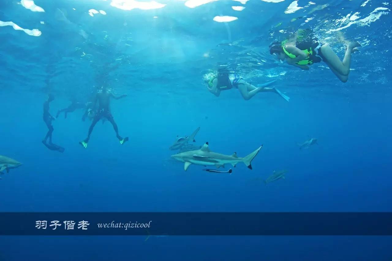 帕劳旅行真实感受,三次帕劳是一种什么体验