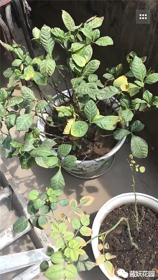 养花养到死的花怎么处理,养花的最高境界是把花养死