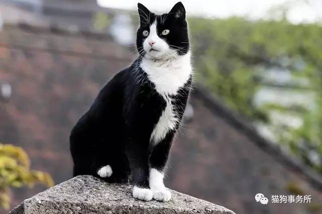 别了,图卢茨!瑞士第一猫