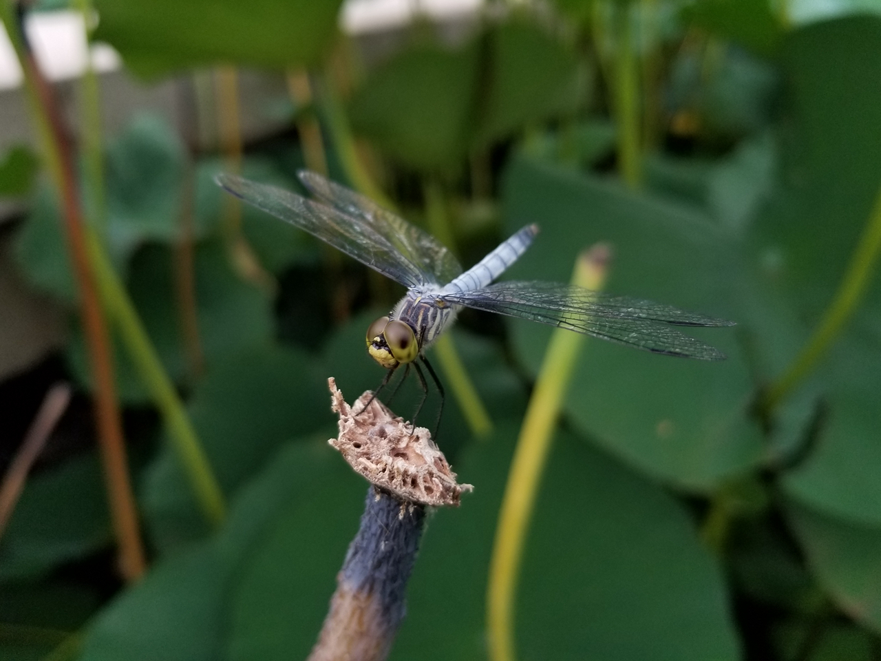 三星盖乐世s8测评,三星盖乐世s8图片