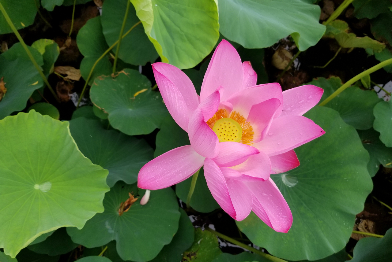 三星盖乐世s8优缺点,三星盖乐世s8很卡