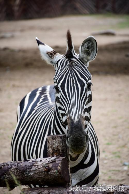 尼康d7500属于什么级别的单反,尼康d7500各种环境下的拍摄参数