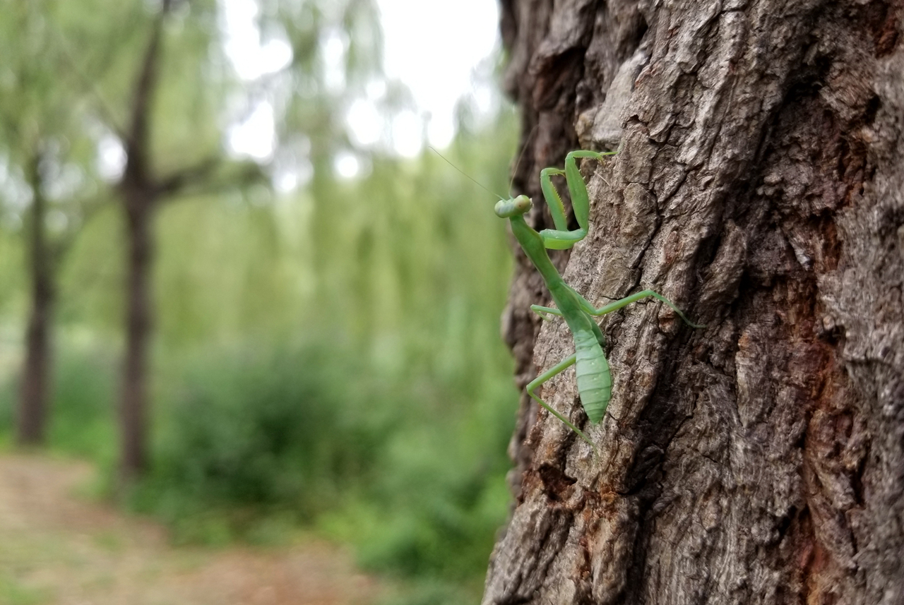 三星盖乐世s8测评,三星盖乐世s8图片