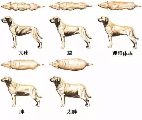 全球狗的数量约多少只,全球仅有18只的狗