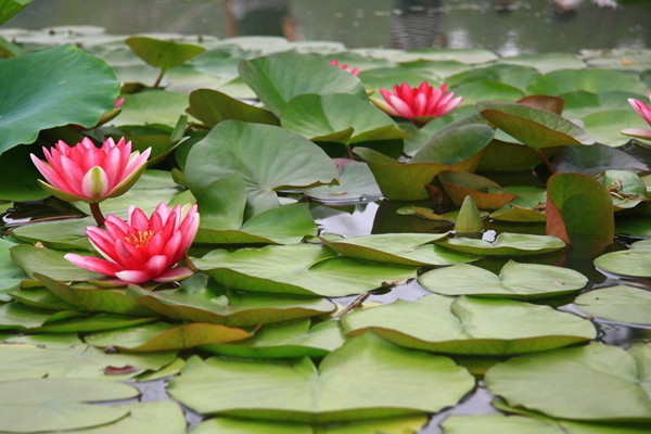 牡丹睡莲品种大全,蓝睡莲不开花