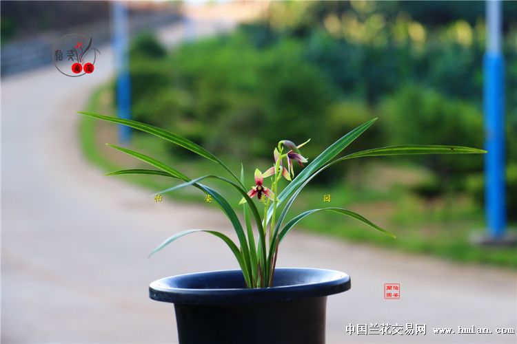 精美四季兰赤诚峨眉晨光花开2017！请欣赏！